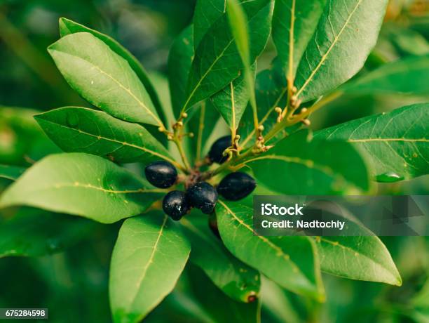 Leaves Of Laurel And Berries On A Tree Laurel Leaf In The Wild Stock Photo - Download Image Now