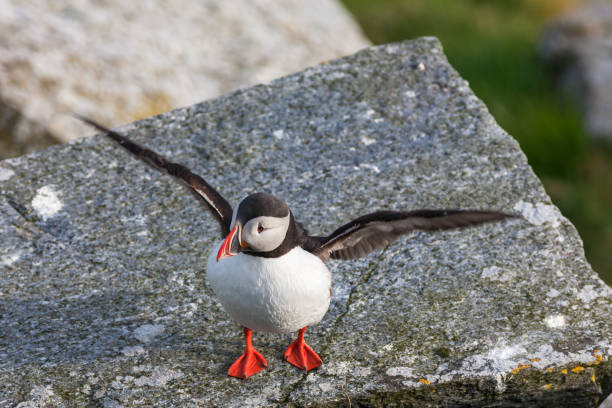 istock Atlantic Puffin stretching on their wings 675285064