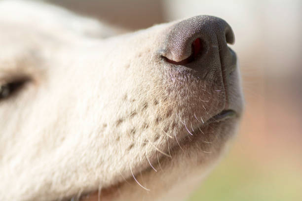 istock Nose dog, closeup shot 675285446
