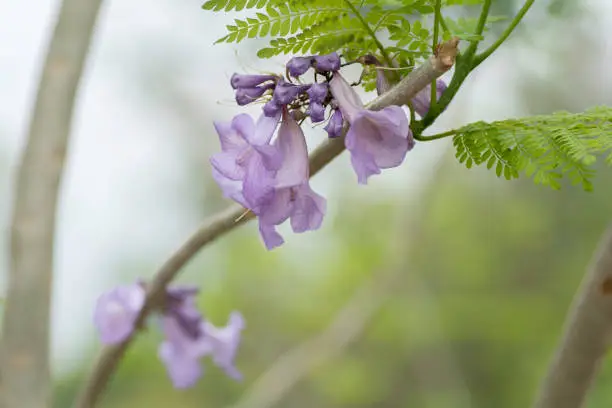 Jacaranda flowers on a background blur