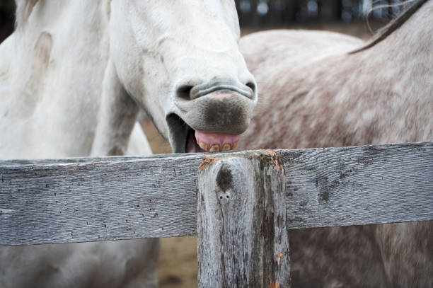 istock Horse chewing on Fence 675286574
