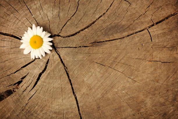 daisy on wooden cracked background