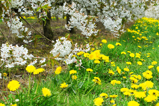 Close up of white cherry flowers in blossom, Sussex, England, selective focus