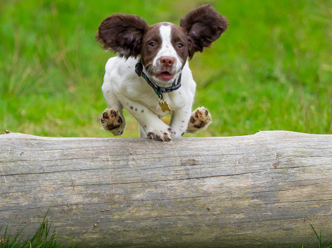 Springer Spaniel Puppy Jumping