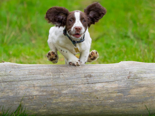Springer Spaniel Puppy Jumping Small Springer spaniel Puppy jumping tree dog agility photos stock pictures, royalty-free photos & images