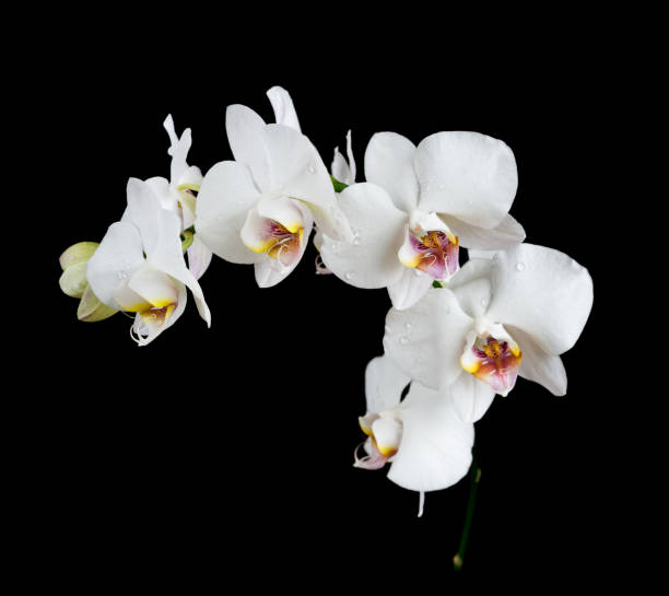 istock White Orchid on a black background 675297758