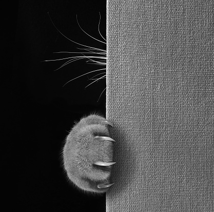 The cat hid behind a big book. We can see only cat's paw with long and sharp claws and whiskers. Black and white photo.
