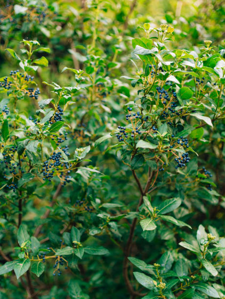 istock Sambucus branch on the tree. Blue berries 675301380