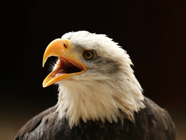 istock Portrait of a Bald Eagle 675310510