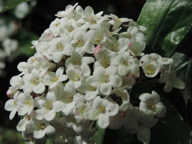 istock A small natural bunch of flowers 675311400