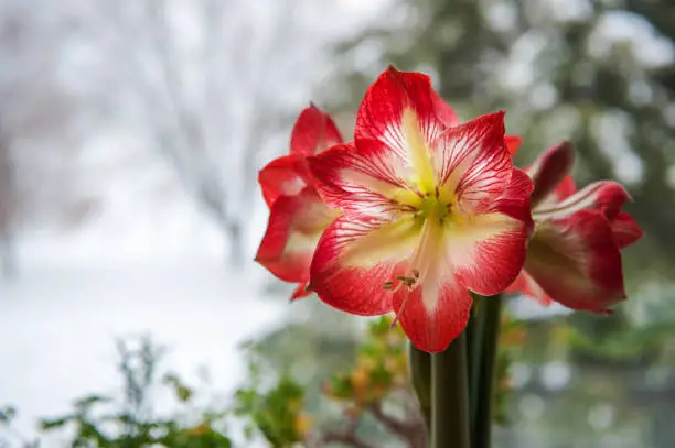 A beautiful amaryllis bloom