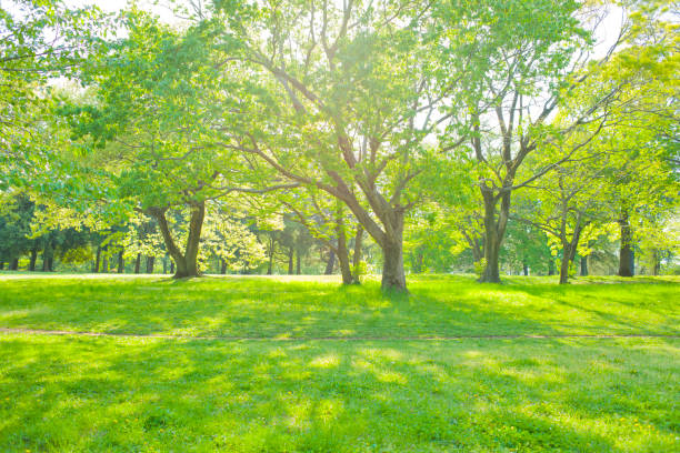 istock Early morning park 675315256