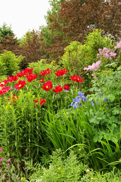 istock Peonies in a garden 675315316