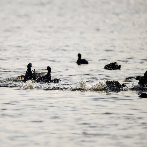 istock Coots fighting on water in dawn light in Spring 675315374