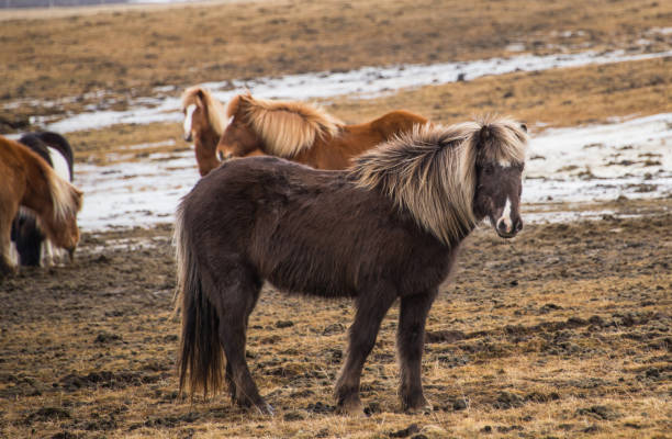 istock Icelandic horses in the field 675318544