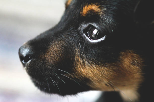 istock Black and brown puppy dog 675318914