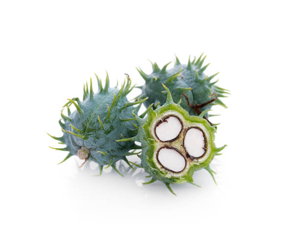 istock Castor oil plant on white background 675319048