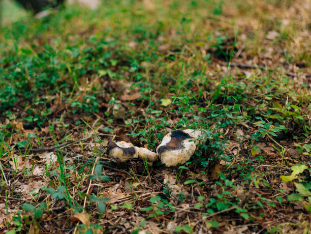 istock Truffle Mushroom in the woods 675323358