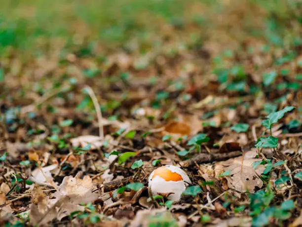 Photo of Rare mushroom in the woods in the grass. Amanita Caesarea, Kesar