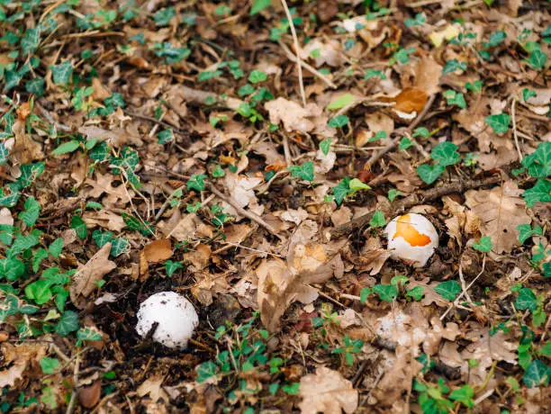 Photo of Rare mushroom in the woods in the grass. Amanita Caesarea, Kesar