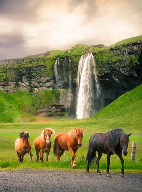 Group of horses at Seljalandsfoss waterfall in Iceland