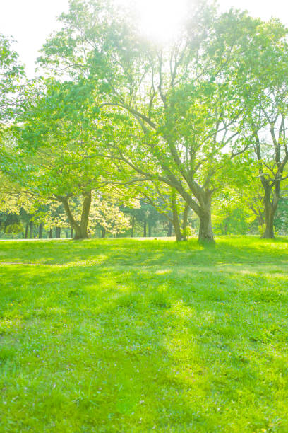 istock Early Morning Park 675327250