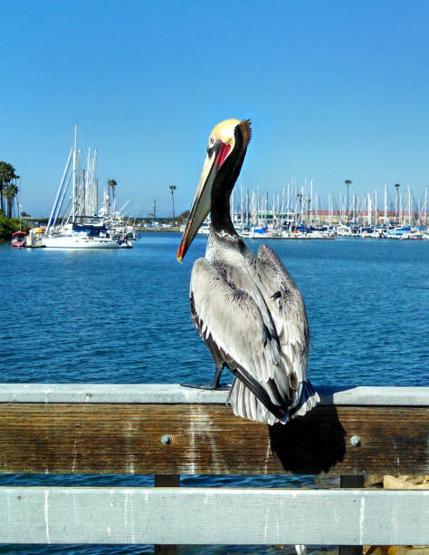 istock A Pelican in San Diego County, CA 675327346