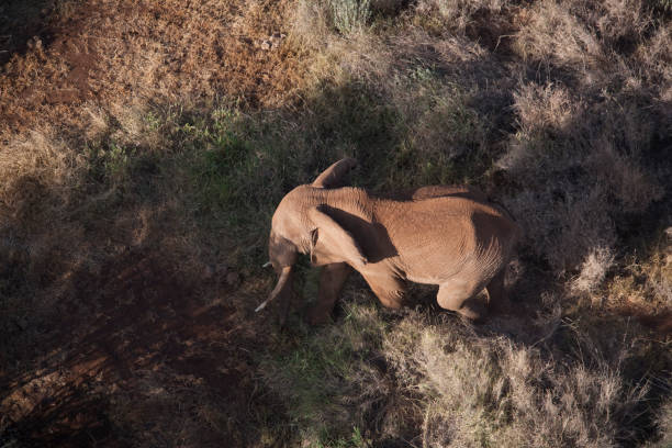 istock Kenya from the air 675330856