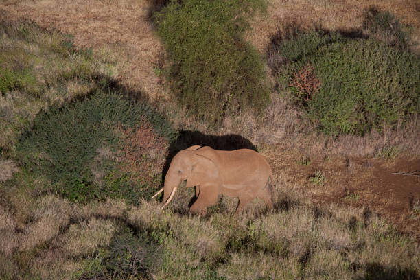 istock Kenya from the air 675330922