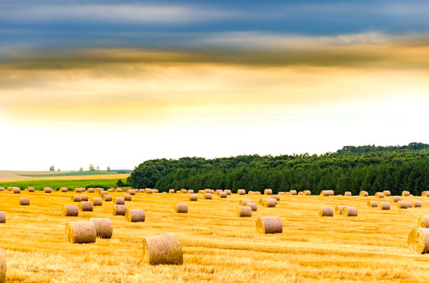 hay straw bale in the countryside - wheat sunset bale autumn imagens e fotografias de stock