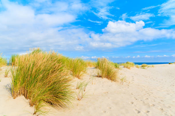 istock Grass on sand dunes at Ellenbogen beach, Sylt island, Germany 675337362