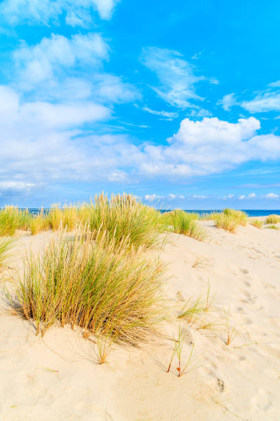 istock Grass on sand dunes at Ellenbogen beach, Sylt island, Germany 675337366