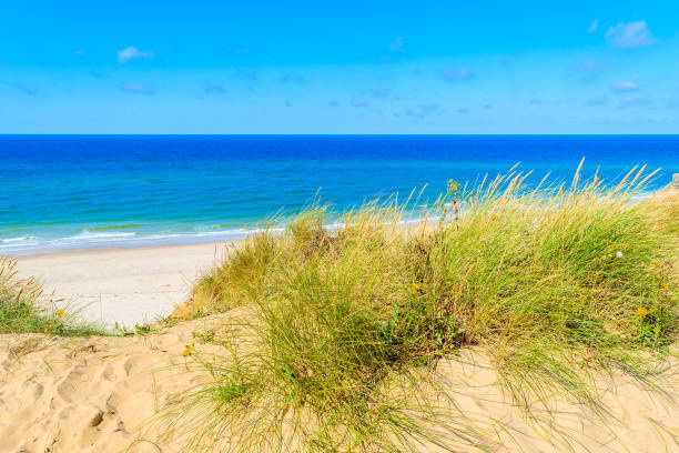 istock Grass dune overlooking beautiful Kampen beach, Sylt island, Germany 675337428