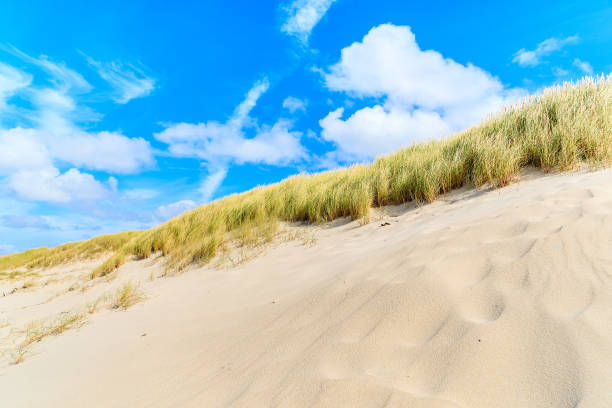 istock Grass sand dunes on List beach, Sylt island, Germany 675337518