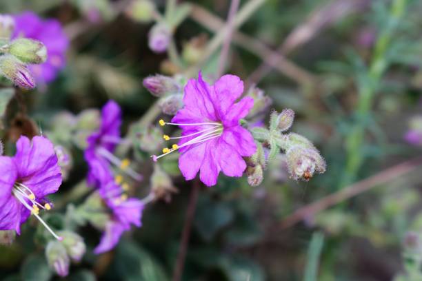 istock Purple California Wildflower 675337896