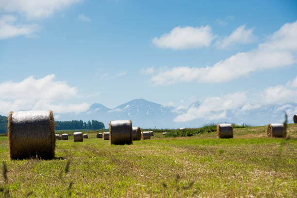 istock Plains spreading grass rolls and mountain ranges 675341326