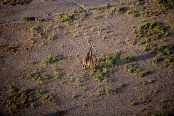Taken in the Okavango Delta, Botswana