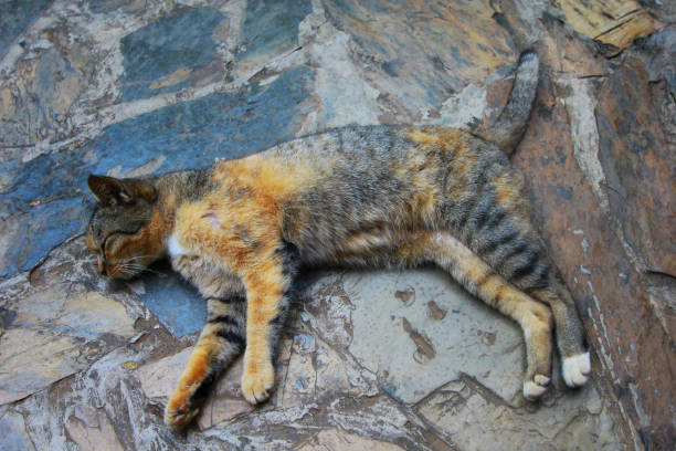 istock Young cat sleep on stone floor 675344260