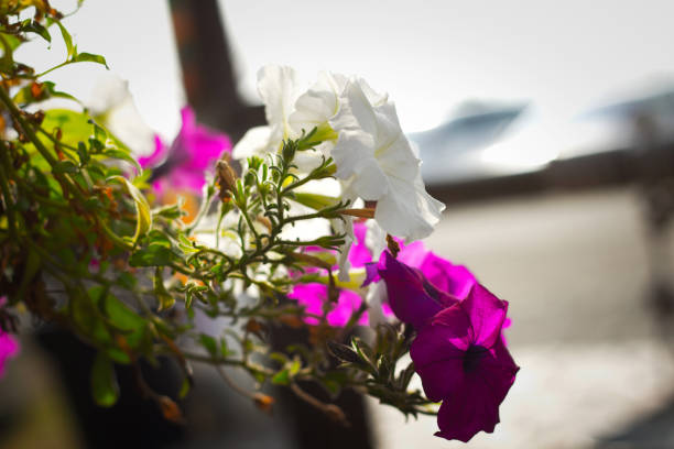 Blooming white and purple pansies showcasing the beauty of nature in spring and summer