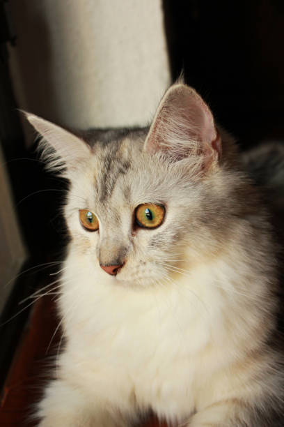 istock Closeup persian cat with eye looking outside 675348158