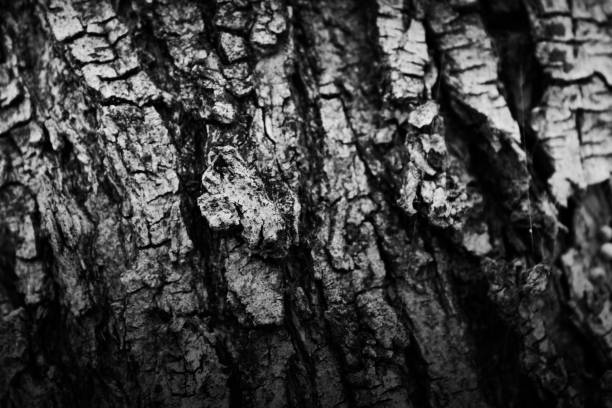 istock black and white wood background 675348182