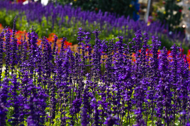 istock Purple Glass Flower 675352054