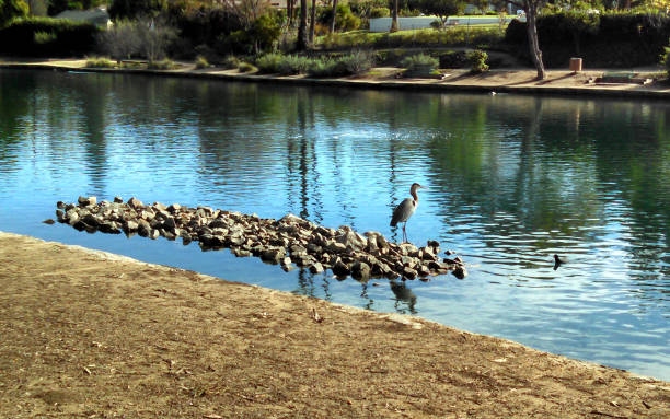 istock A Heron Soaks Up the Sun 675354914
