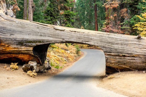 istock Tunnel Log in Sequoia National Park 675355590