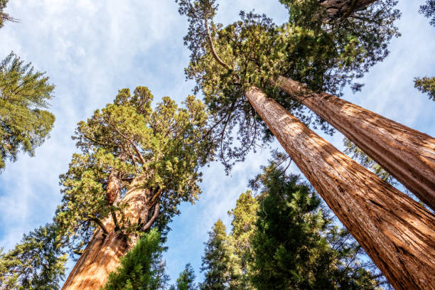 istock Sequoia National Park at autumn 675355600