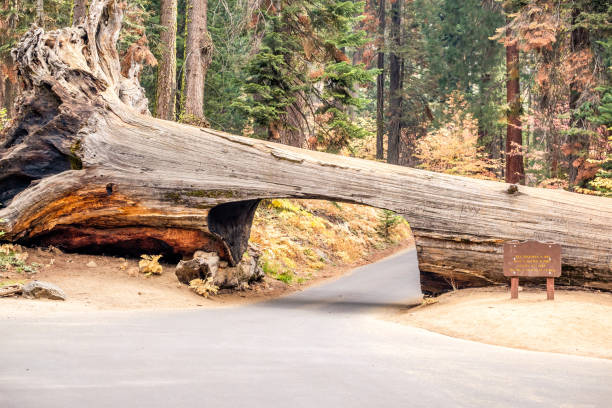 istock Tunnel Log in Sequoia National Park 675355614