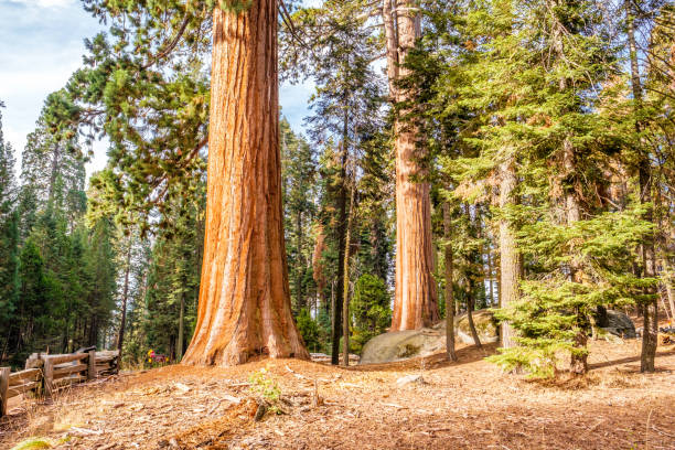 istock Sequoia National Park at autumn 675355616