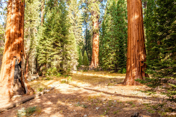 istock Sequoia National Park at autumn 675355622
