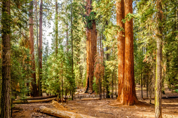 istock Sequoia National Park at autumn 675355628