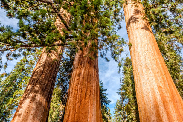 istock Sequoia National Park at autumn 675355636